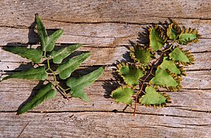 ARS Lygodium microphyllum foliage.jpg