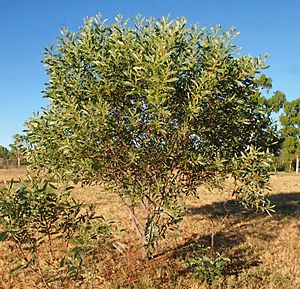 Acacia colei.jpg