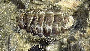 Acanthopleura granulata.jpg