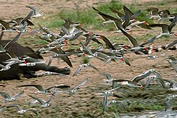 African skimmers