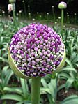 Allium Giganteum (1)