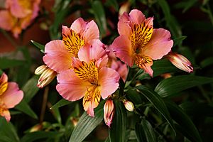 Alstroemeria aurea 'Saturne'