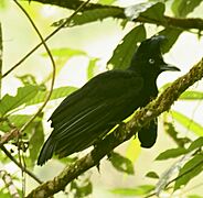 AmazonianUmbrellabird
