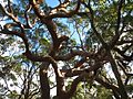 Angophora costata Habit