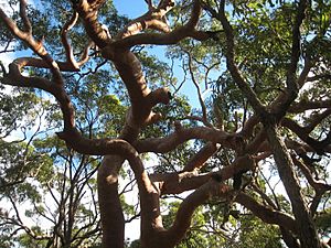 Angophora costata Habit