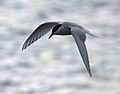 Antarctic Tern at Moltke Harbour