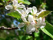 Apple Blossom