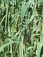 Avena sativa L