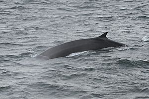 Balaenoptera physalus Saint-Laurent 02