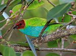 Bay-headed Tanager.jpg