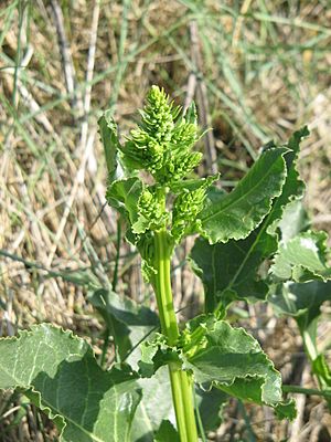 Beta vulgaris maritima02.jpg