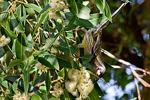 Bibralake gnangarra-102