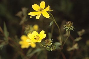 Bidens aristosa 3.jpg