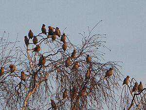 Bombycilla garrulus -Poland -flock