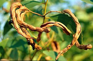 CSIRO ScienceImage 1519 Acacia tumida Seed Pod.jpg