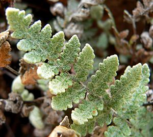 Cheilanthes parryi 4.jpg