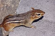 Chipmunk Eastern1.jpg