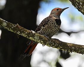 Colaptes auratus mexicanoides 84221588