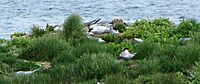 Common Terns nesting