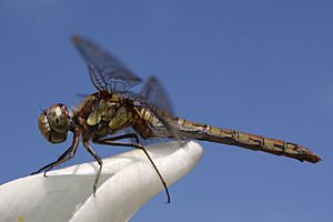 Common darter sympetrum striolatum 2