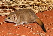 Crest-tail Mulgara