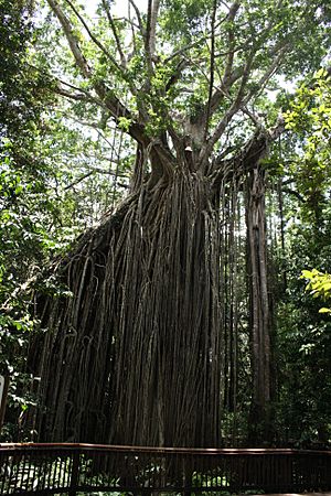 Curtain Fig