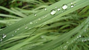 Cymbopogon citratus leaves