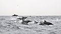 Dolphins Oman