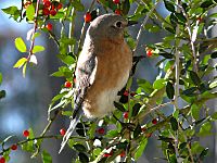 Eastern Bluebird-27527