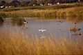 Egret landing