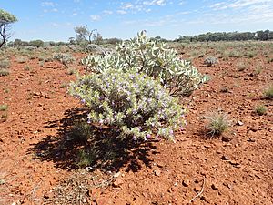 Eremophila citrina (habit).jpg