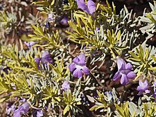 Eremophila citrina (leaves and flowers)