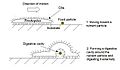 Exodigestion in Trichoplax adhaerens