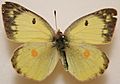 Female Clouded Sulphur Megan McCarty42