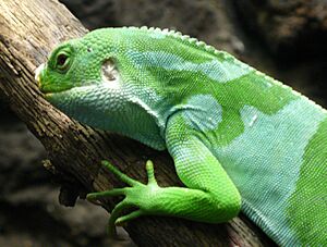 Fiji Banded Iguana