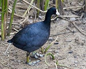 Fulica americana