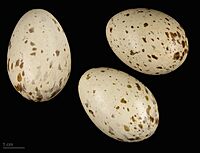 Gallirallus philippensis MHNT.ZOO.2010.11.69.7