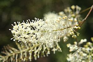 Grevillea leptopoda.jpg