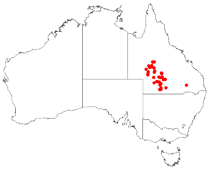 Hakea collinaDistMap24.png