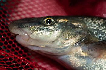 Head of the longnose dace