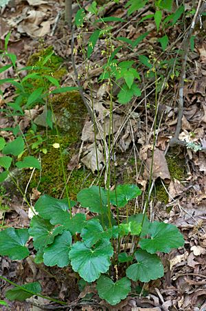 Heuchera americana Arkansas.jpg