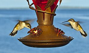 Hummingbirds at feeder