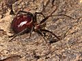 Kaldari Steatoda grossa female 01