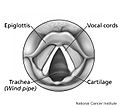 Larynx (top view)