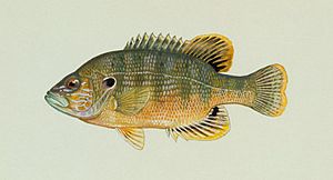 Lepomis cyanellus Raver.jpg