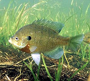 Lepomis macrochirus photo