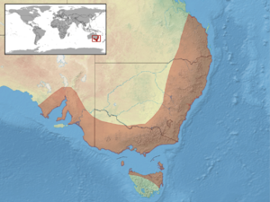 Liopholis whitii distribution.png