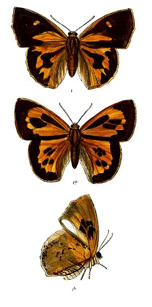 LiphyraBrassolis 701 1.jpg