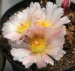 Maihueniopsis bonnieae Flower1.jpg