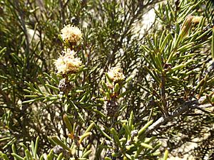 Melaleuca condylosa (leaves, flowers, fruits).JPG